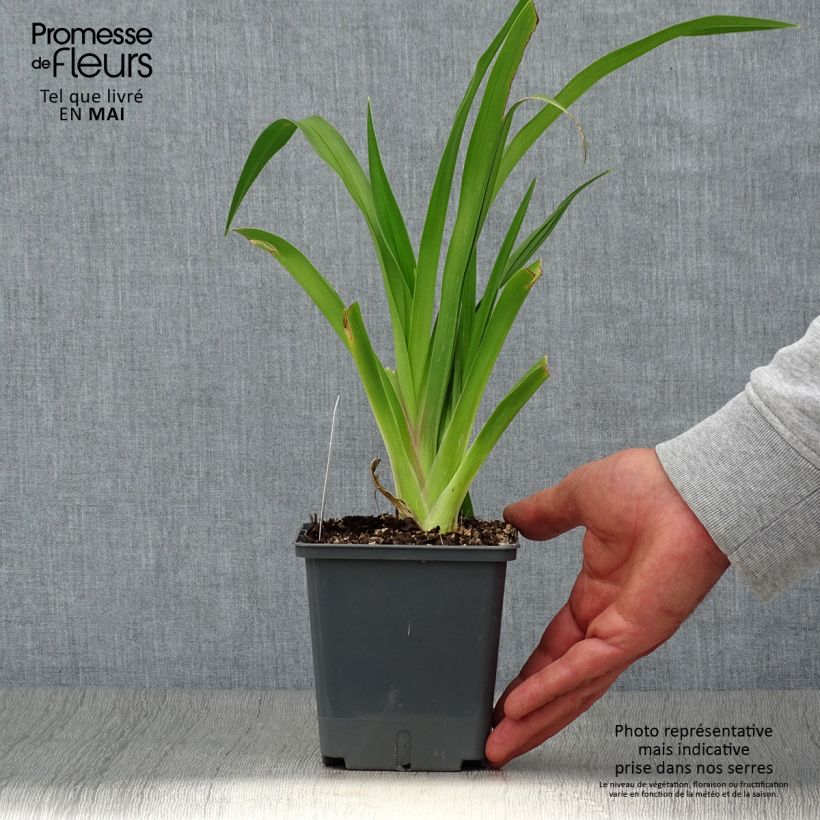 Example of Hemerocallis Baracuda Bay - Taglilie Topf mit 1L/1,5L as you get in printemps