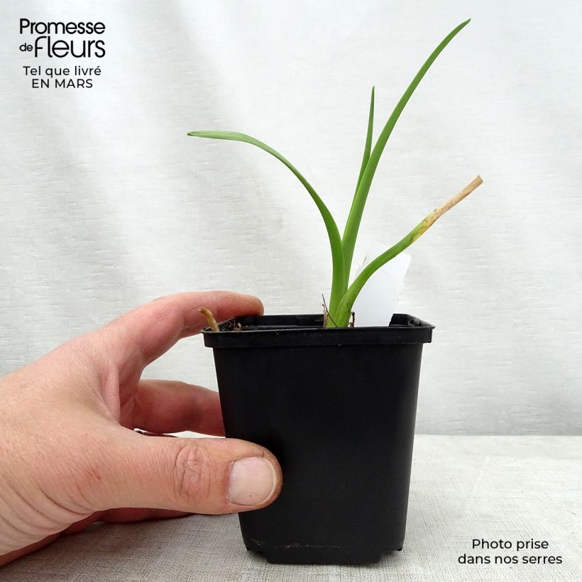 Example of Hemerocallis Bela Lugosi - Taglilie Topf mit 1L/1,5L as you get in printemps