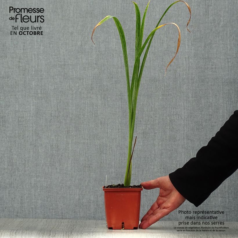 Exemplar von Hemerocallis Bela Lugosi - Taglilie Topf mit 1L/1,5L wie im Herbst geliefert