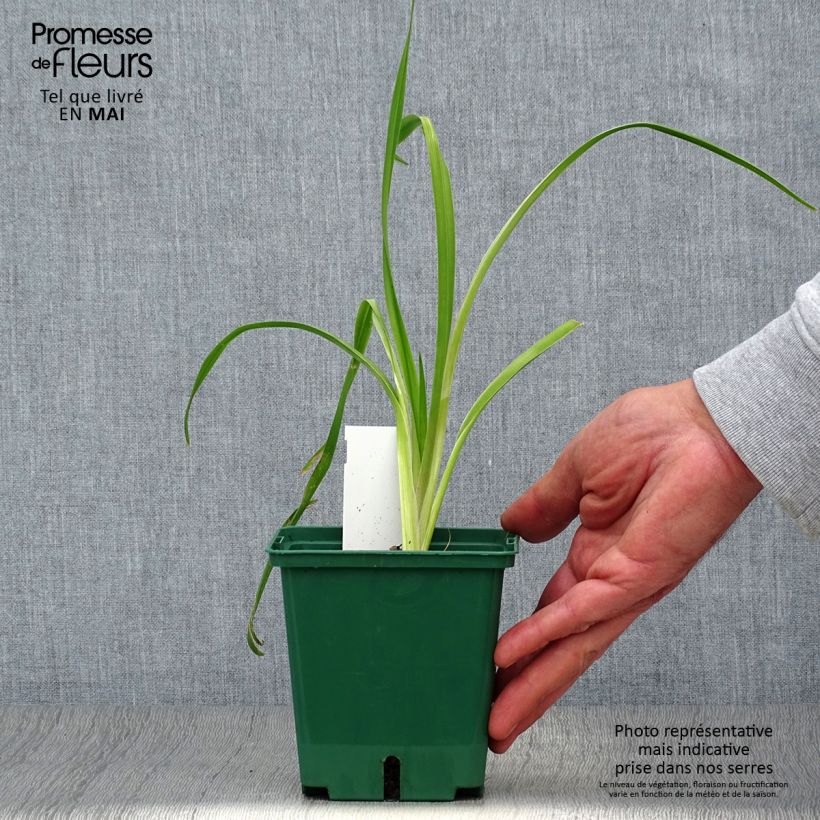 Example of Hemerocallis Black Eyed Susan - Taglilie Topf mit 1L/1,5L as you get in printemps