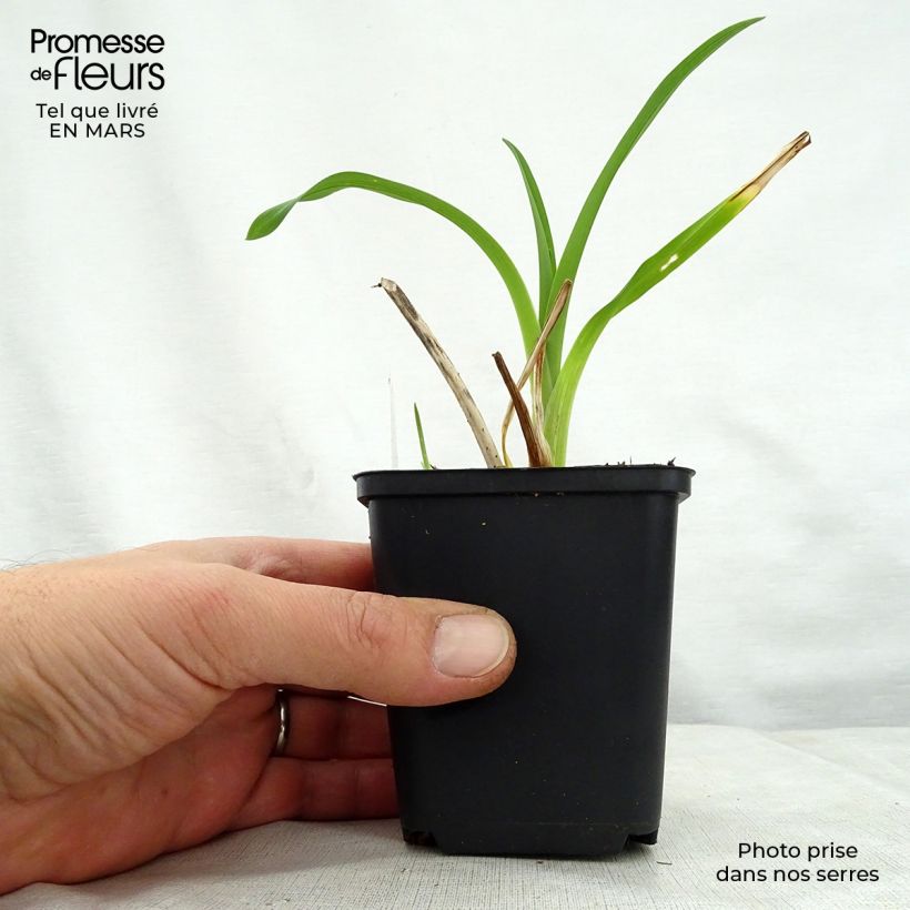 Example of Hemerocallis Black Prince - Taglilie Kleine Töpfe von 8/9 cm as you get in printemps