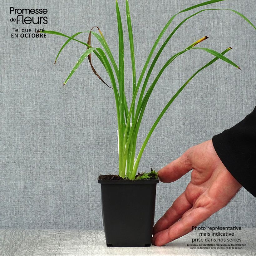 Exemplar von Hemerocallis Black Prince - Taglilie Kleine Töpfe von 8/9 cm wie im Herbst geliefert
