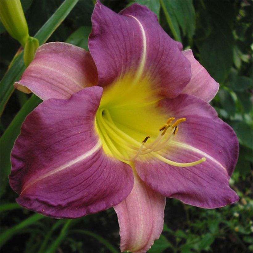 Hemerocallis Blue Sheen - Taglilie (Blüte)