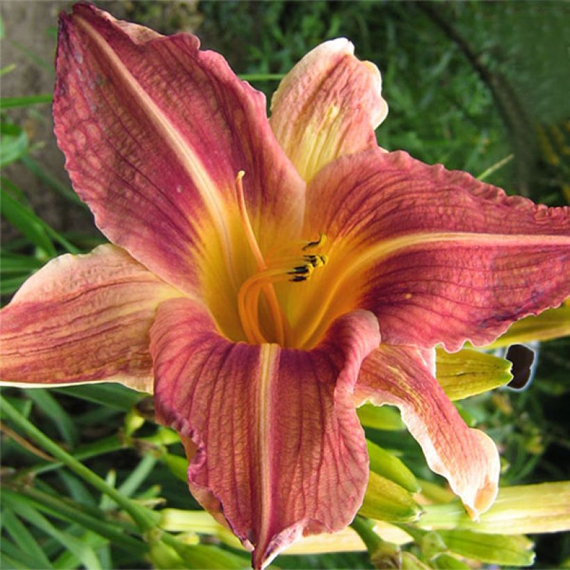 Hemerocallis Bold Ruler - Taglilie (Blüte)