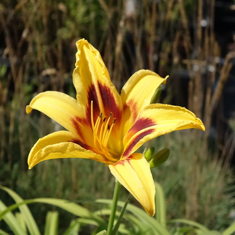 Hemerocallis Bonanza - Taglilie (Blüte)