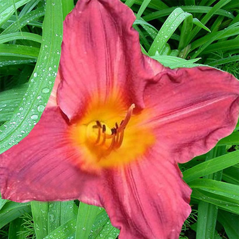 Hemerocallis Carnival Flair - Taglilie (Blüte)