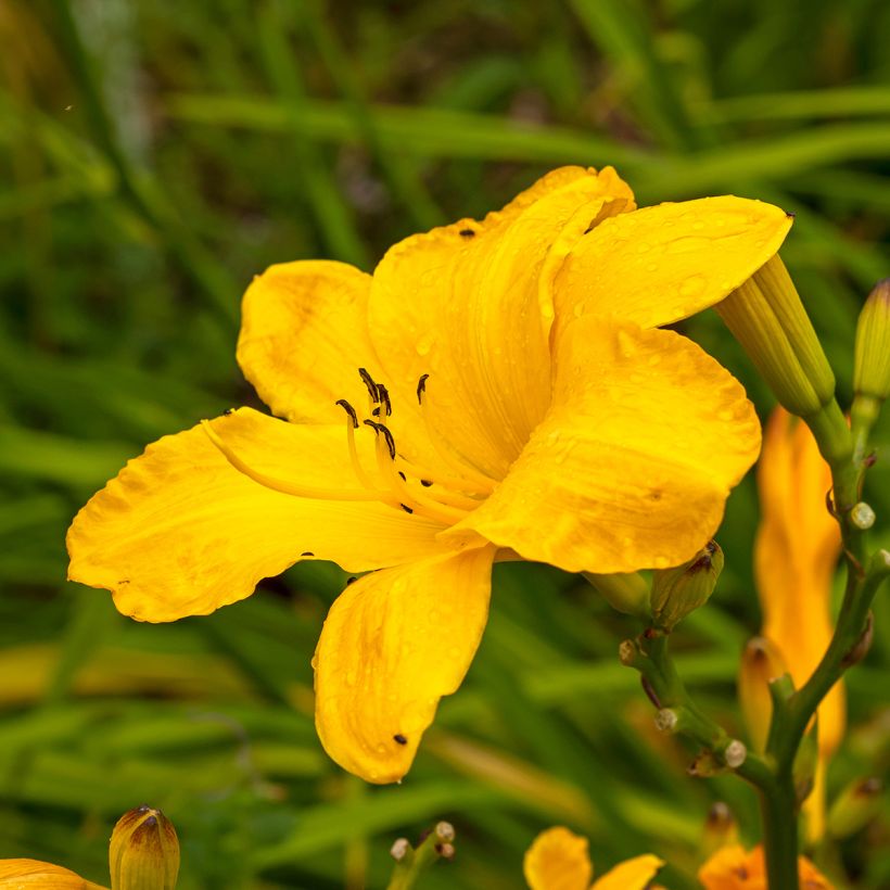 Hemerocallis Cartwheels - Taglilie (Flowering)