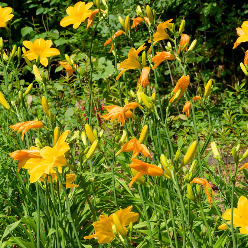 Hemerocallis Cartwheels - Taglilie (Plant habit)