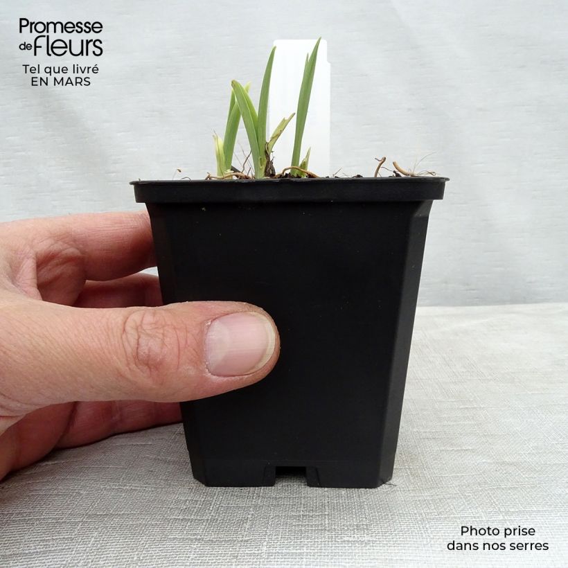 Example of Hemerocallis Catherine Woodbury - Taglilie Kleine Töpfe von 8/9 cm as you get in printemps