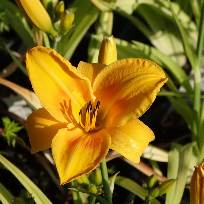Hemerocallis Chicago Sunrise - Taglilie (Blüte)