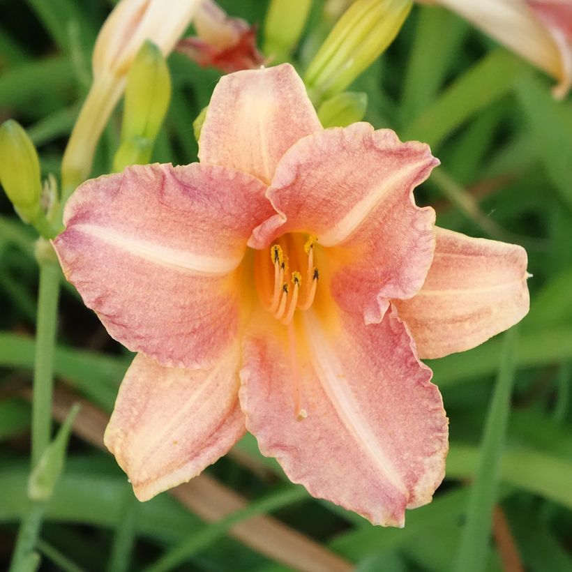 Hemerocallis Children s Festival - Taglilie (Blüte)
