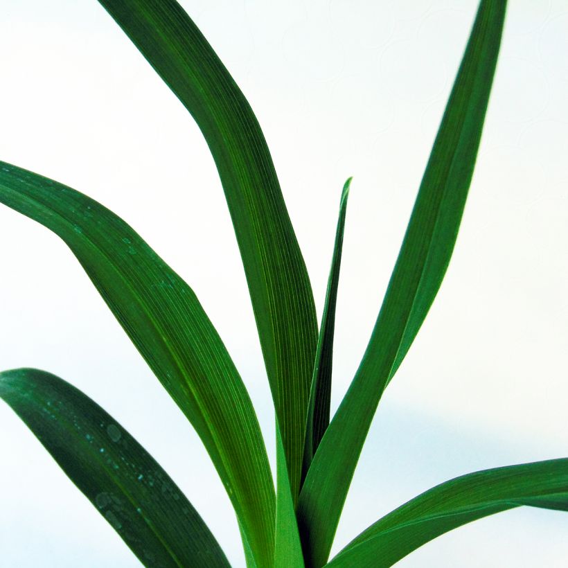 Hemerocallis Chocolate Candy - Taglilie (Foliage)