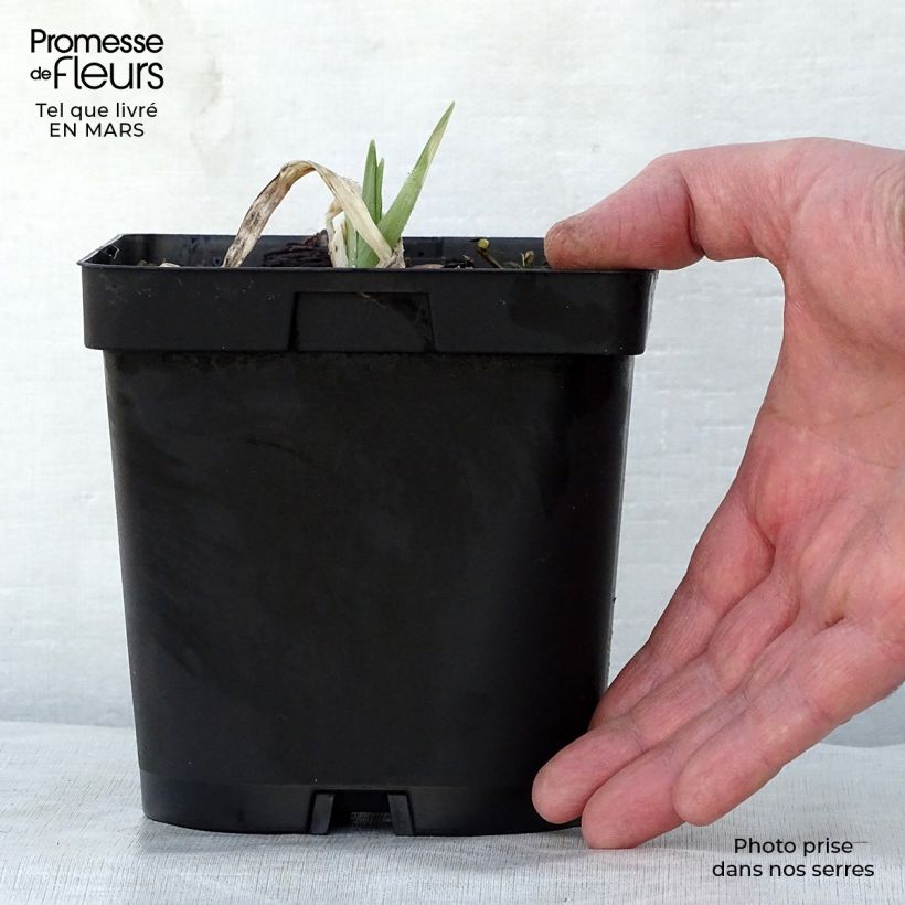 Example of Hemerocallis Chocolate Candy - Taglilie Topf mit 2L/3L as you get in printemps