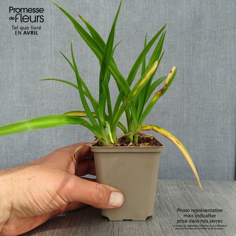 Example of Hemerocallis Chocolate Candy - Taglilie Kleine Töpfe von 8/9 cm as you get in printemps