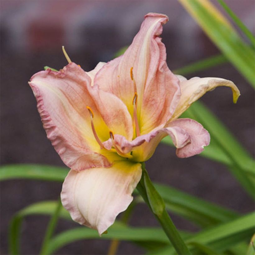 Hemerocallis Cindy Marie - Taglilie (Blüte)