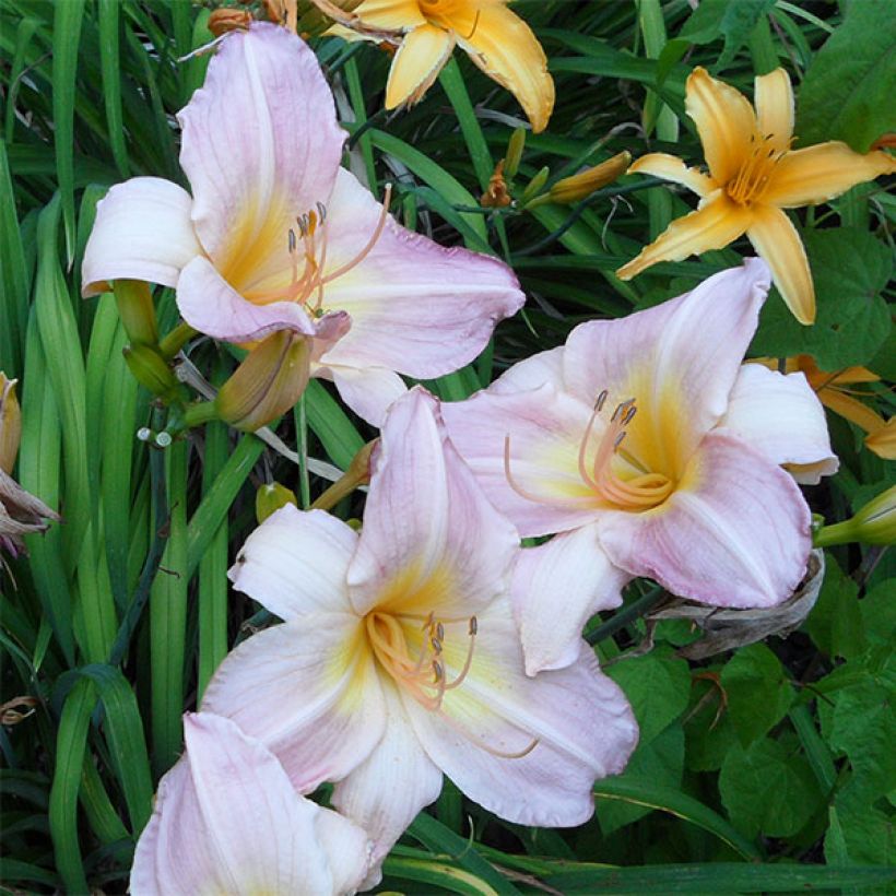 Hemerocallis Cloverdale - Taglilie (Blüte)