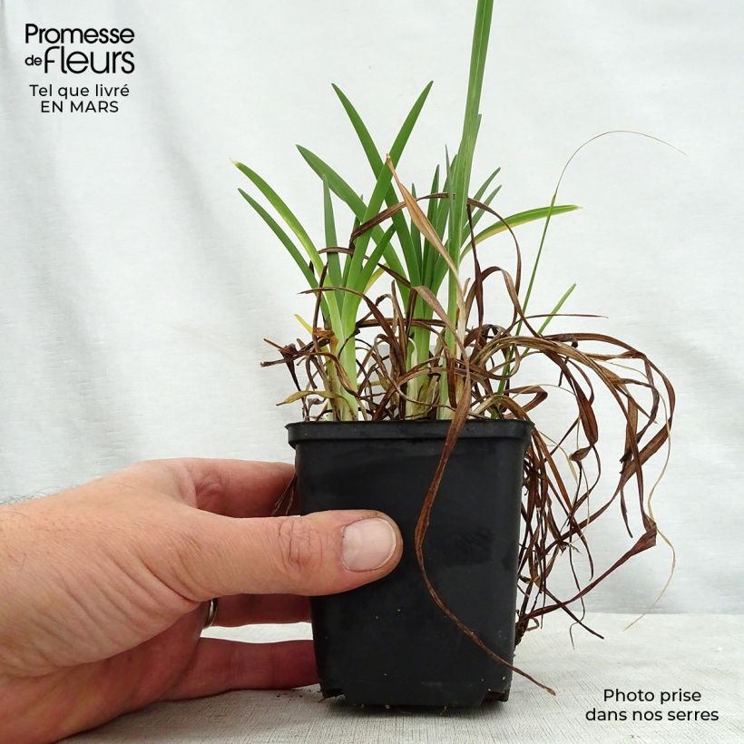 Exemplar von Hemerocallis Cosmopolitan - Taglilie Kleine Töpfe von 8/9 cm wie im Frühjahr geliefert