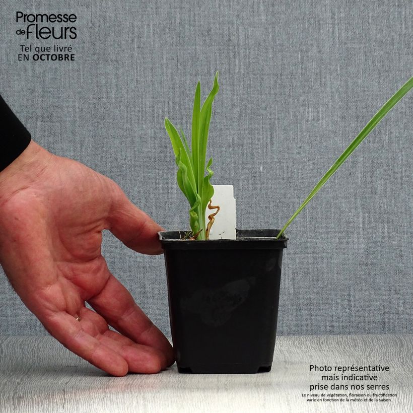 Exemplar von Hemerocallis Cosmopolitan - Taglilie Kleine Töpfe von 8/9 cm wie im Herbst geliefert
