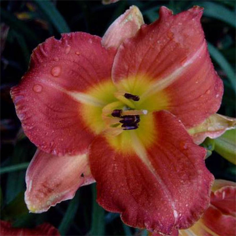 Hemerocallis Crackling Rosie - Taglilie (Blüte)