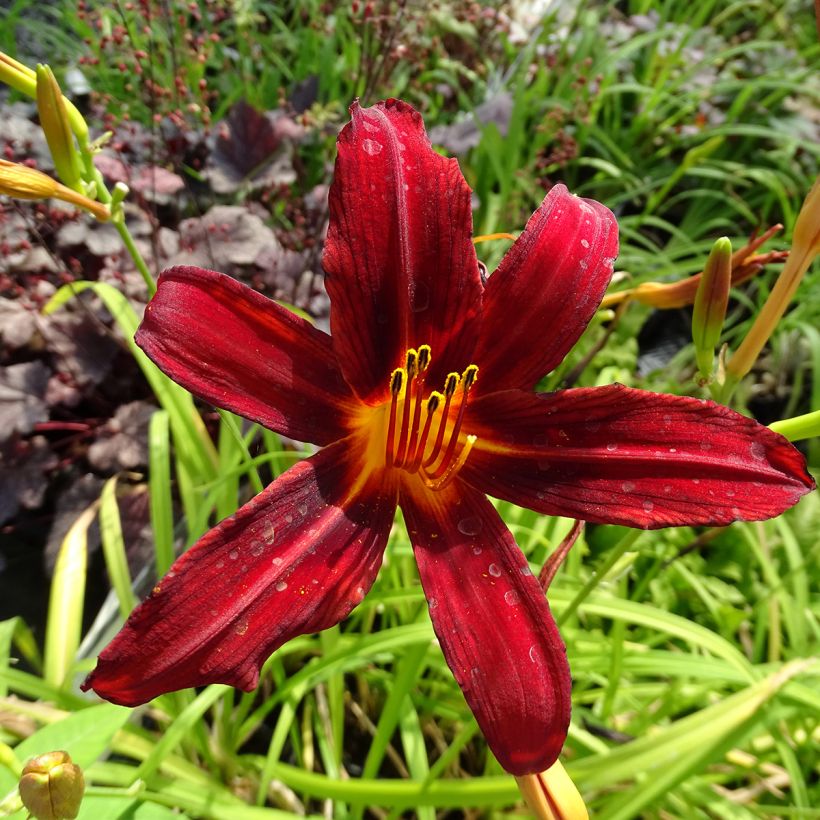 Hemerocallis Crimson Pirate - Taglilie (Flowering)