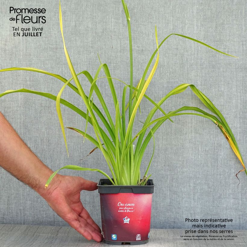 Exemplar von Hemerocallis Crimson Pirate - Taglilie Topf mit 2L/3L wie im Sommer geliefert