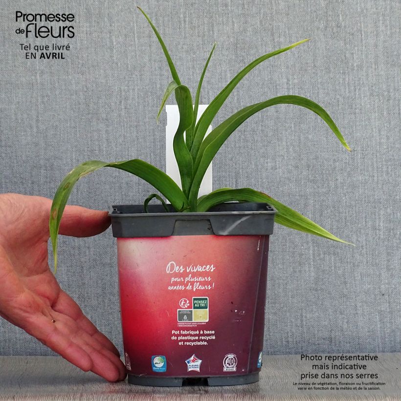 Example of Hemerocallis Crimson Pirate - Taglilie Topf mit 2L/3L as you get in printemps