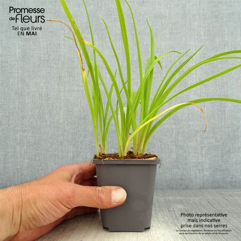 Exemplar von Hemerocallis Custard Candy - Taglilie Kleine Töpfe von 8/9 cm wie im Frühjahr geliefert