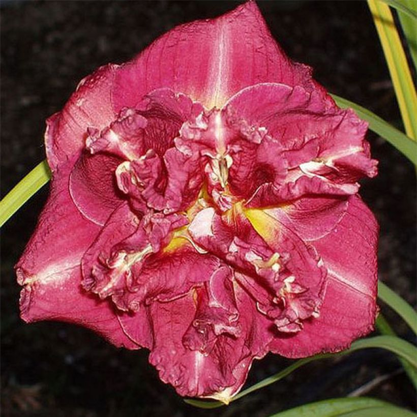 Hemerocallis Desdemona - Taglilie (Blüte)