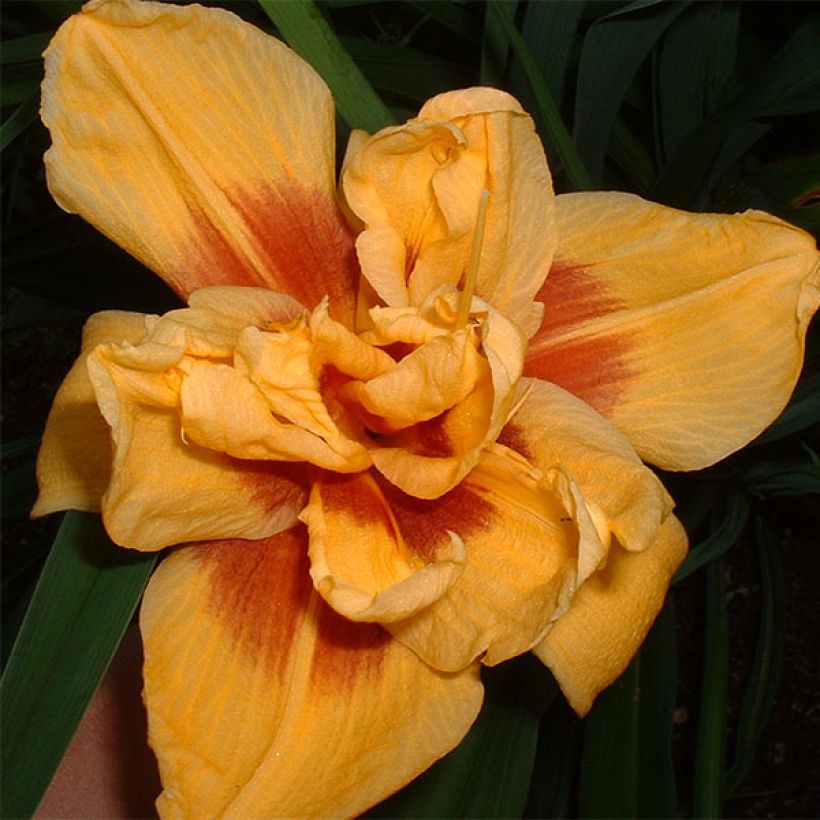 Hemerocallis Double Bold one - Taglilie (Blüte)