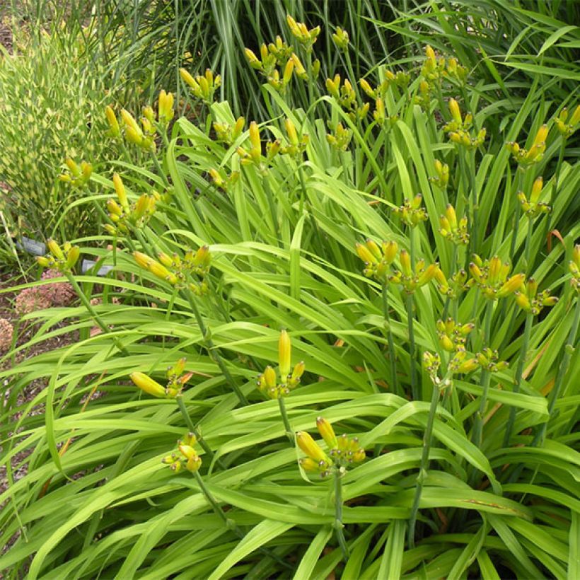 Hemerocallis Double Bold one - Taglilie (Wuchs)