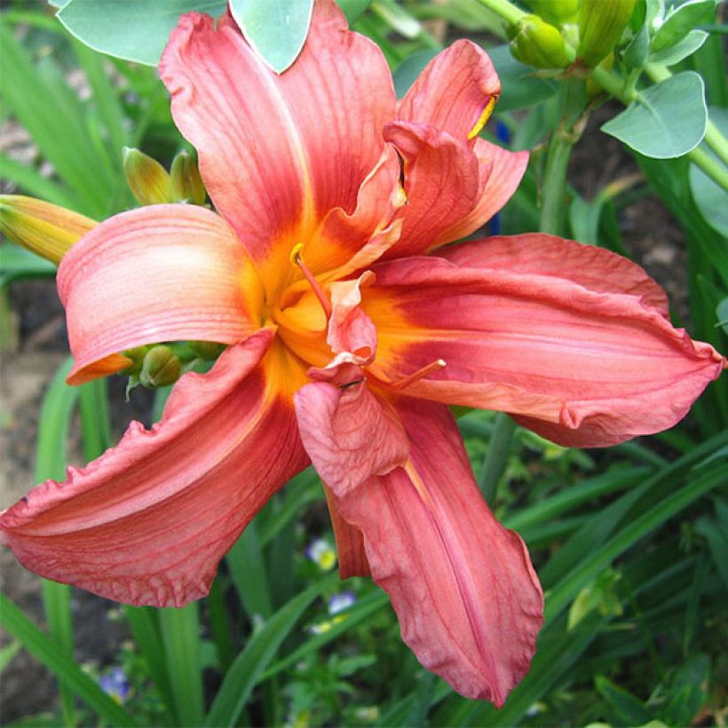 Hemerocallis Double Glamour - Taglilie (Blüte)