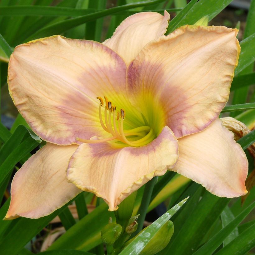 Hemerocallis Elegantissima - Taglilie (Blüte)