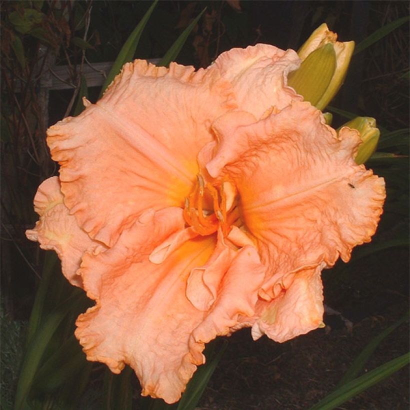 Hemerocallis Elisabeth Salter - Taglilie (Blüte)