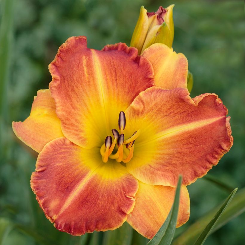 Hemerocallis Everydaylily Bronze - Taglilie (Flowering)