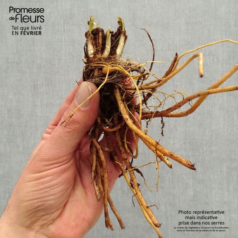 Example of Hemerocallis Everydaylily Bronze - Taglilie Wurzelnackt as you get in hiver