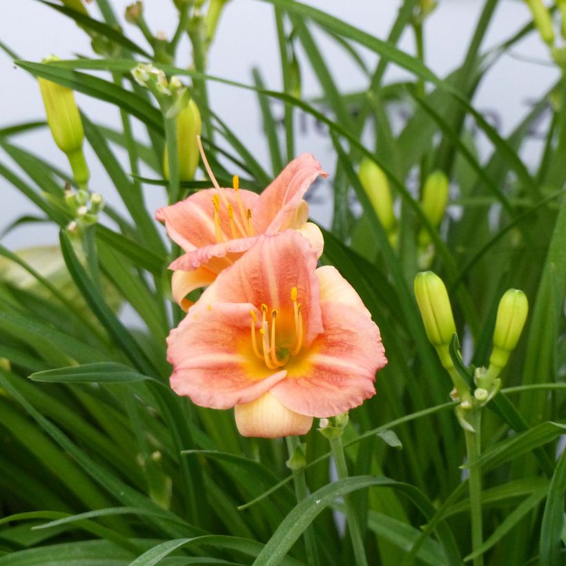 Hemerocallis Everydaylily Cerise - Taglilie (Flowering)