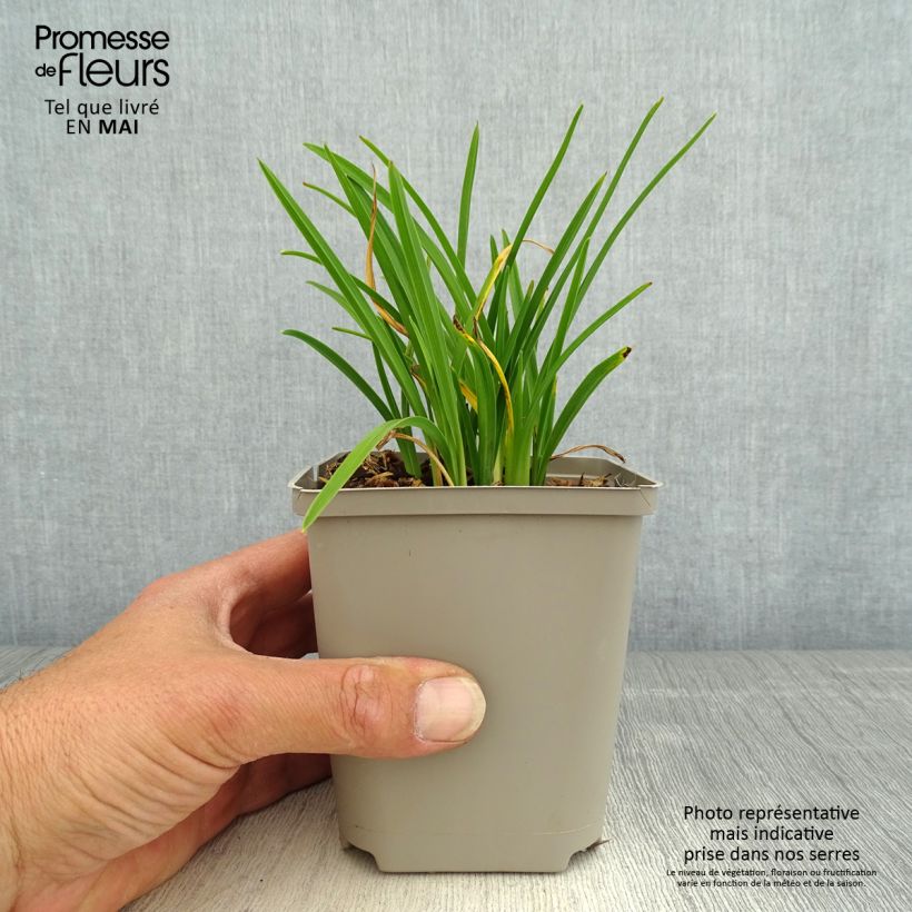 Example of Hemerocallis Everydaylily Cerise - Taglilie Kleine Töpfe von 8/9 cm as you get in printemps