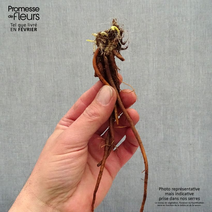 Example of Hemerocallis Everydaylily Cerise - Taglilie Wurzelnackt as you get in hiver