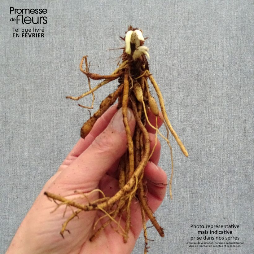 Exemplar von Hemerocallis Everydaylily Red Ribs - Taglilie Wurzelnackt wie im Winter geliefert