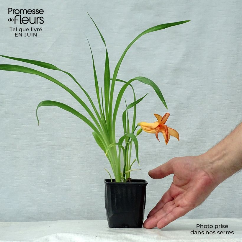 Exemplar von Hemerocallis George Cunningham - Taglilie Kleine Töpfe von 8/9 cm wie im Sommer geliefert