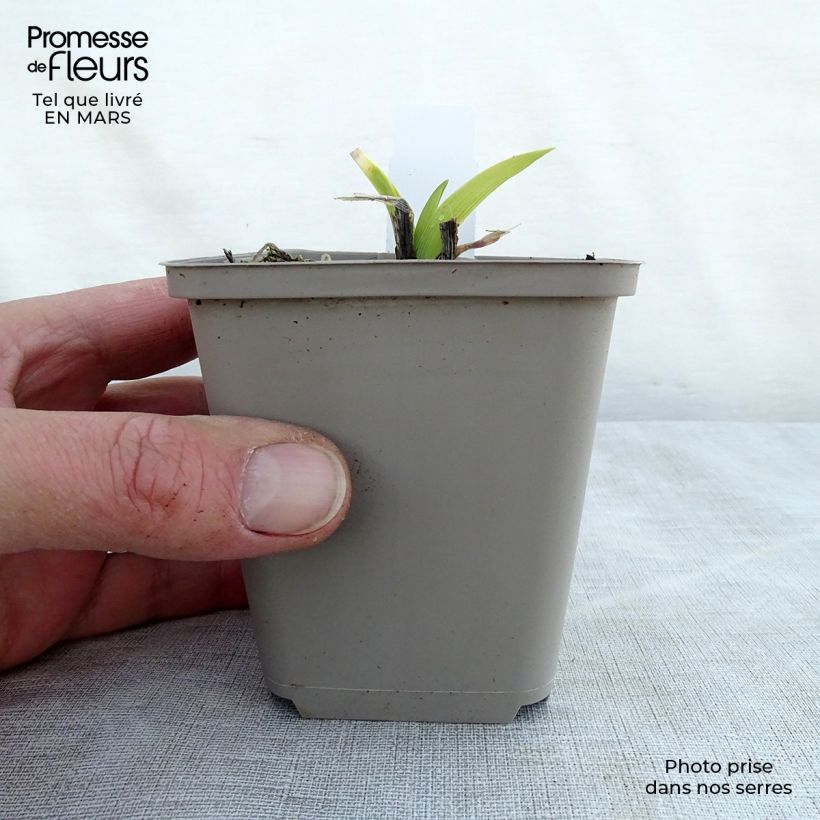 Exemplar von Hemerocallis Grape Velvet - Taglilie Kleine Töpfe von 8/9 cm wie im Frühjahr geliefert