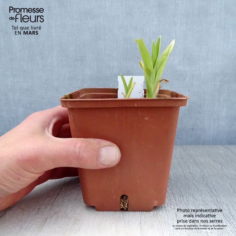 Exemplar von Hemerocallis Hazel Monette - Taglilie Kleine Töpfe von 8/9 cm wie im Frühjahr geliefert