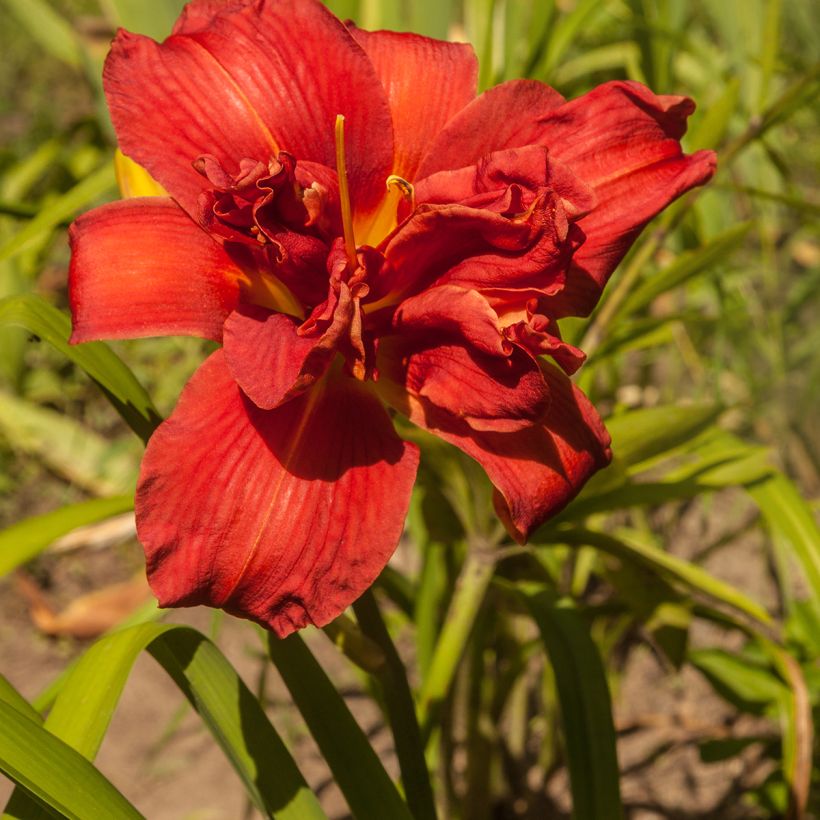 Hemerocallis Highland Lord - Taglilie (Blüte)