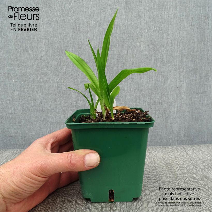 Exemplar von Hemerocallis Indian Giver - Taglilie Topf mit 1L/1,5L wie im Winter geliefert