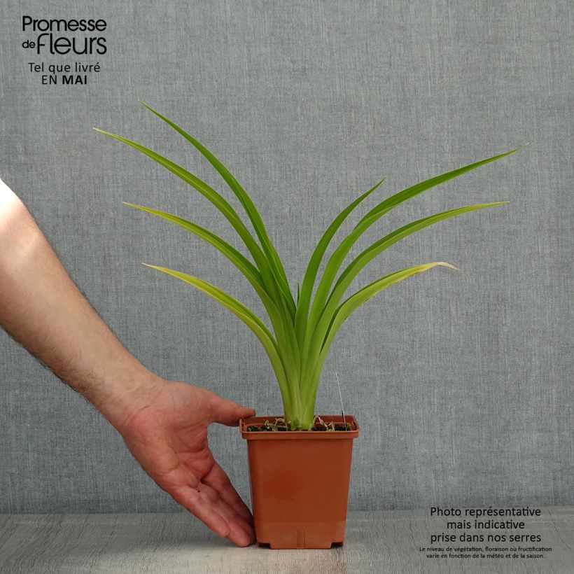 Exemplar von Hemerocallis Indy Reflections - Taglilie Topf mit 1L/1,5L wie im Frühjahr geliefert