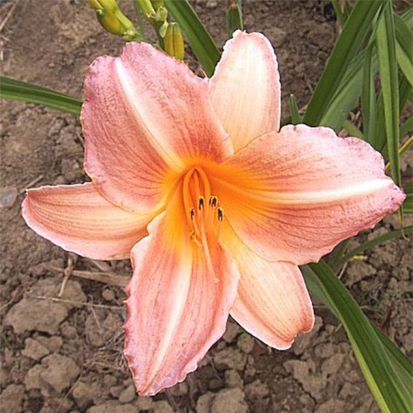 Hemerocallis Insenescence - Taglilie (Flowering)