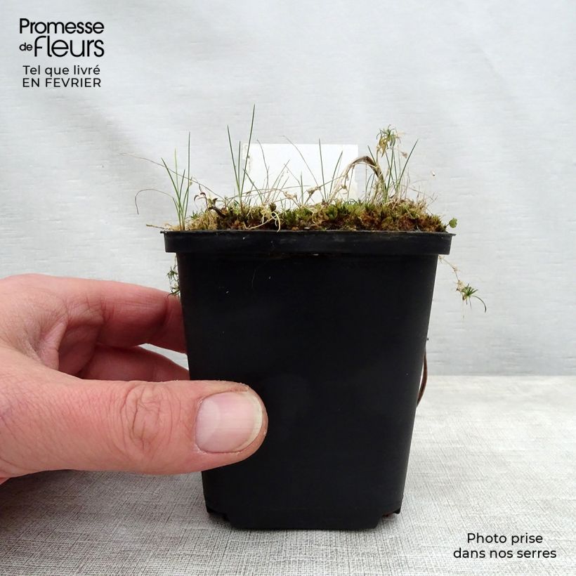 Exemplar von Hemerocallis Jannick's Choice - Taglilie Kleine Töpfe von 8/9 cm wie im Winter geliefert