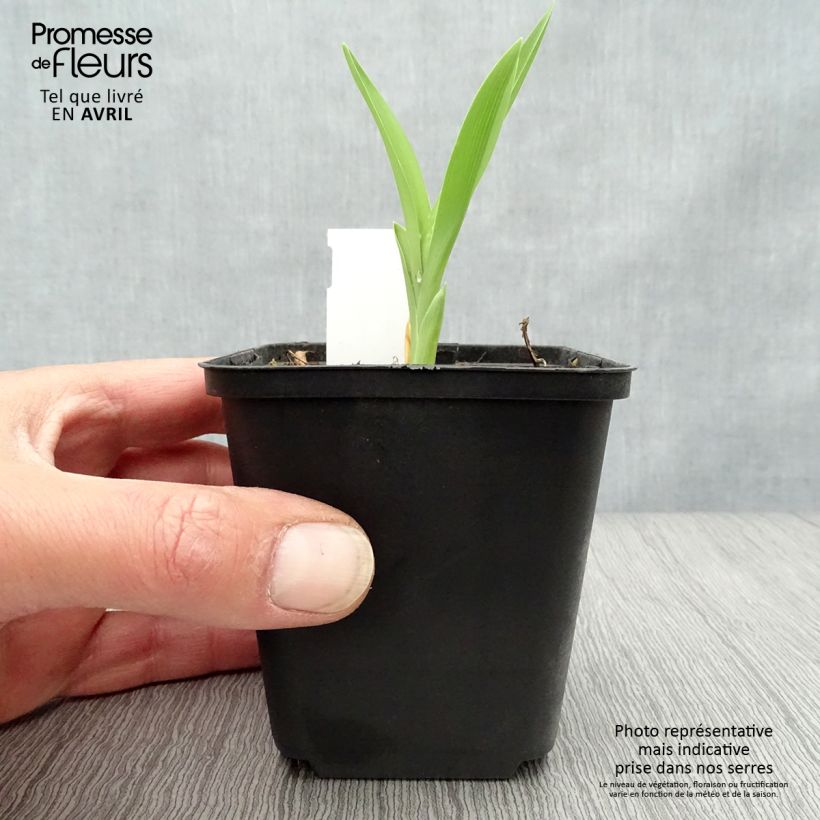 Example of Hemerocallis Joan Senior - Taglilie Kleine Töpfe von 8/9 cm as you get in printemps