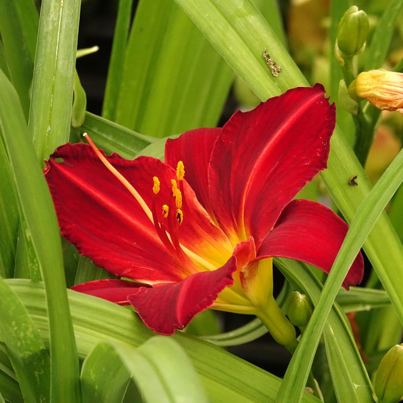 Hemerocallis Jolly Hearts - Taglilie (Blüte)