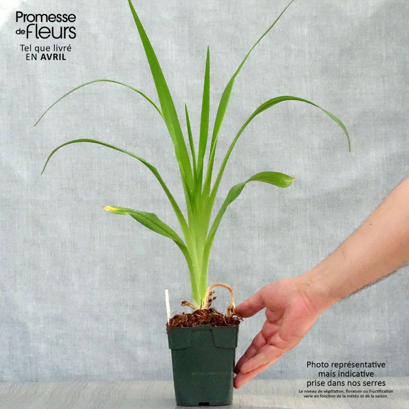 Example of Hemerocallis Jolly Hearts - Taglilie Kleine Töpfe von 8/9 cm as you get in printemps